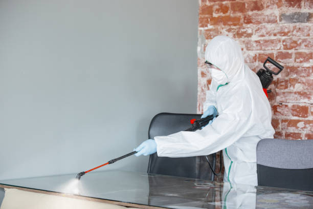 Best Mold Damage Restoration  in Ravenel, SC